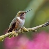 Kolibrik vulkanovy - Selasphorus flammula - Volcano Hummingbird o1077